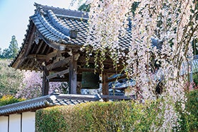 龍野・花田・三木 発
大願寺の薬草料理と樹齢300年“又兵衛桜”3